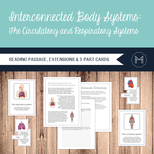 Interconnected Body Systems: Circulatory and Respiratory Systems