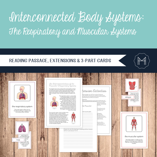 Interconnected Body Systems: Muscular and Respiratory Systems
