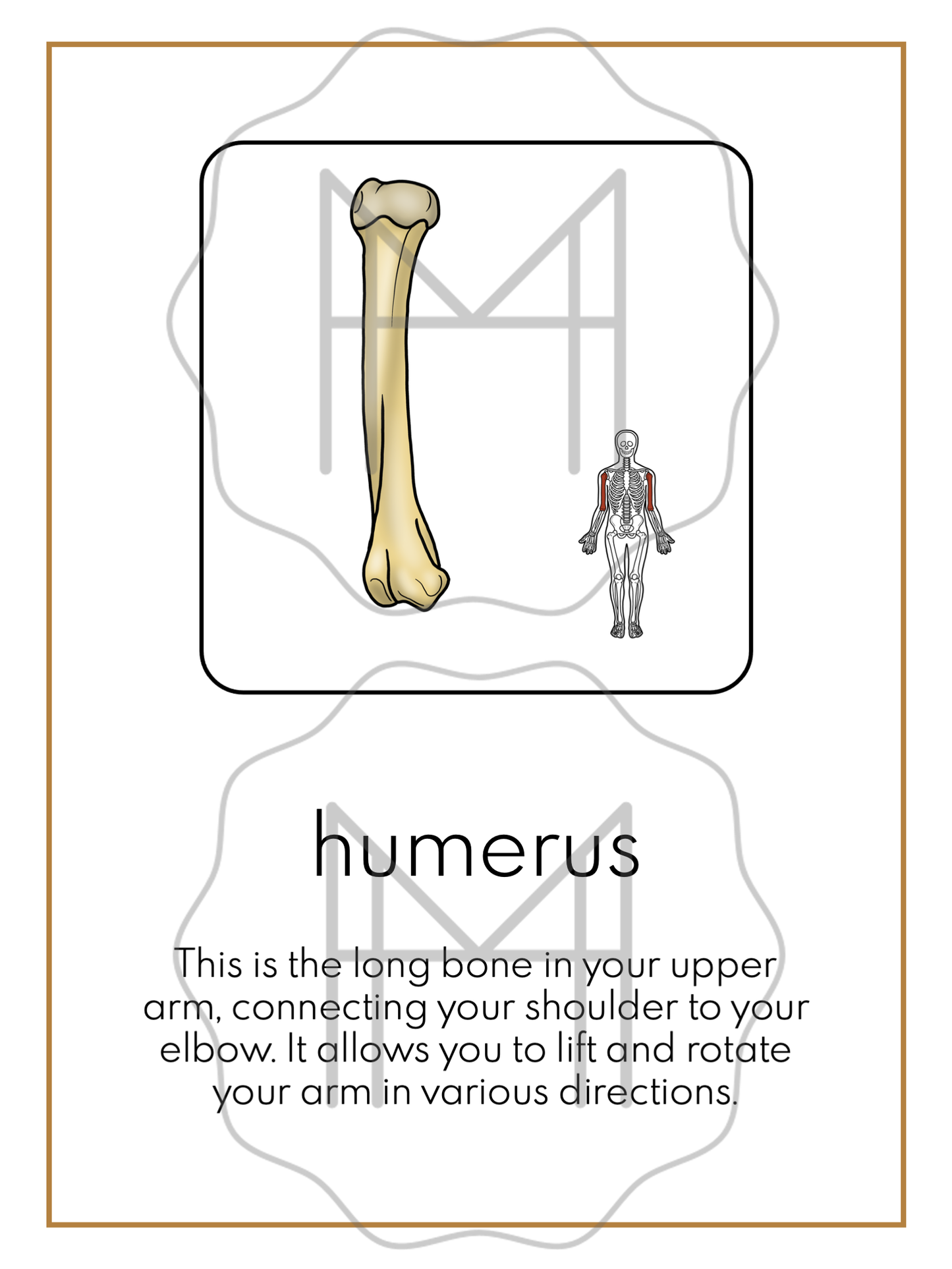 The Skeletal System: 3-Part Cards, Posters, and Booklets
