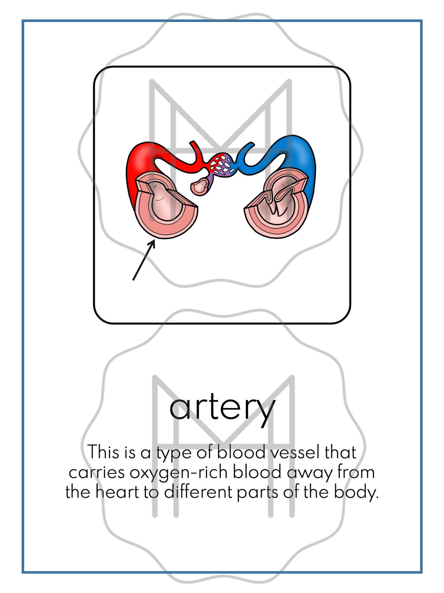 The Circulatory System: 3-Part Cards, Posters, and Booklets
