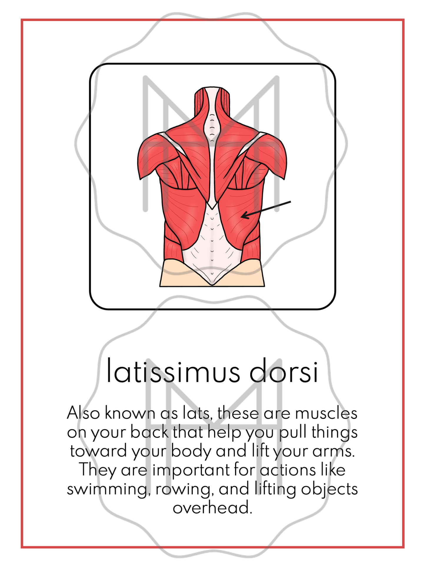 The Muscular System: 3-Part Cards, Posters, and Booklets