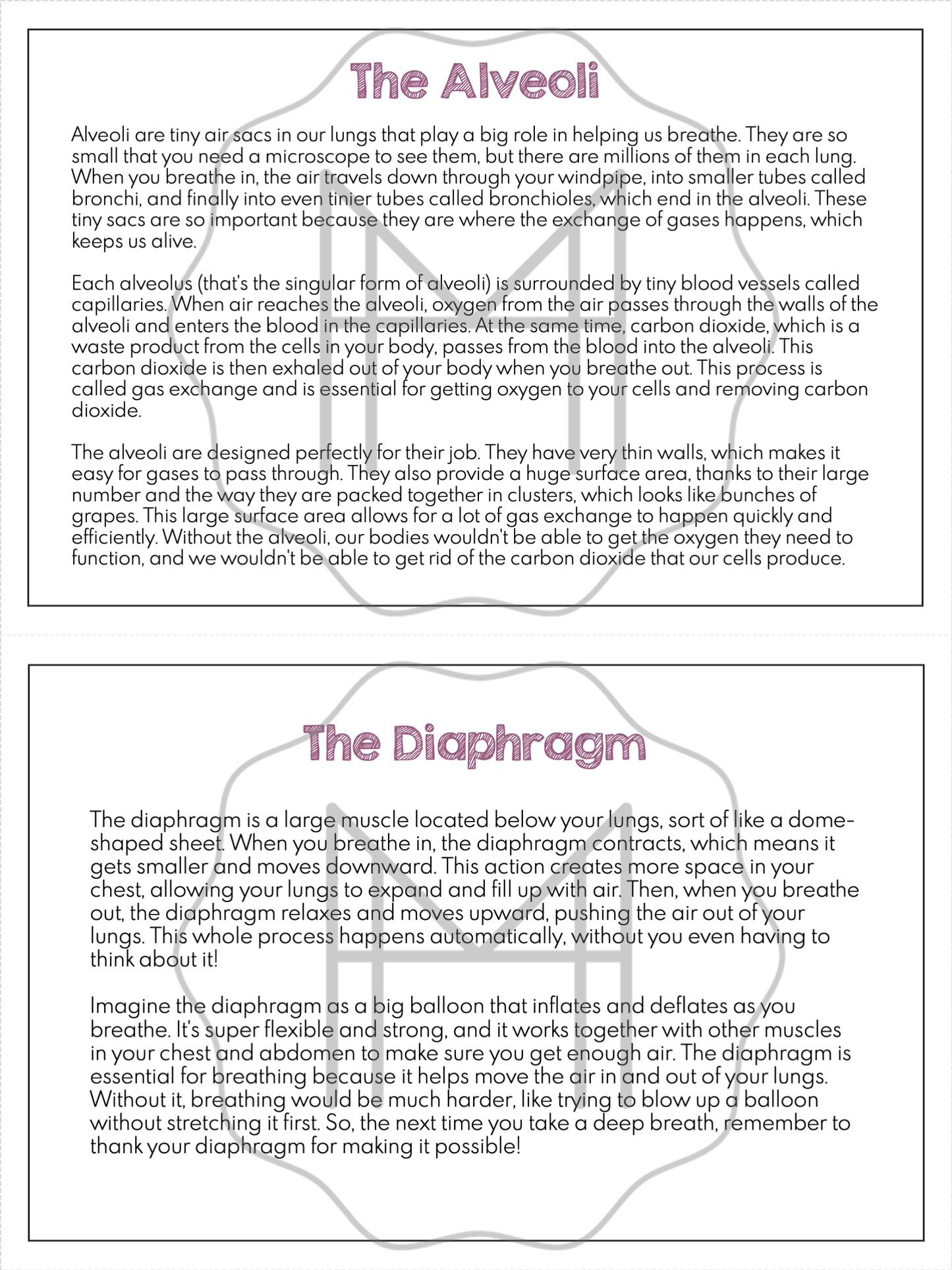 The Respiratory System Unit