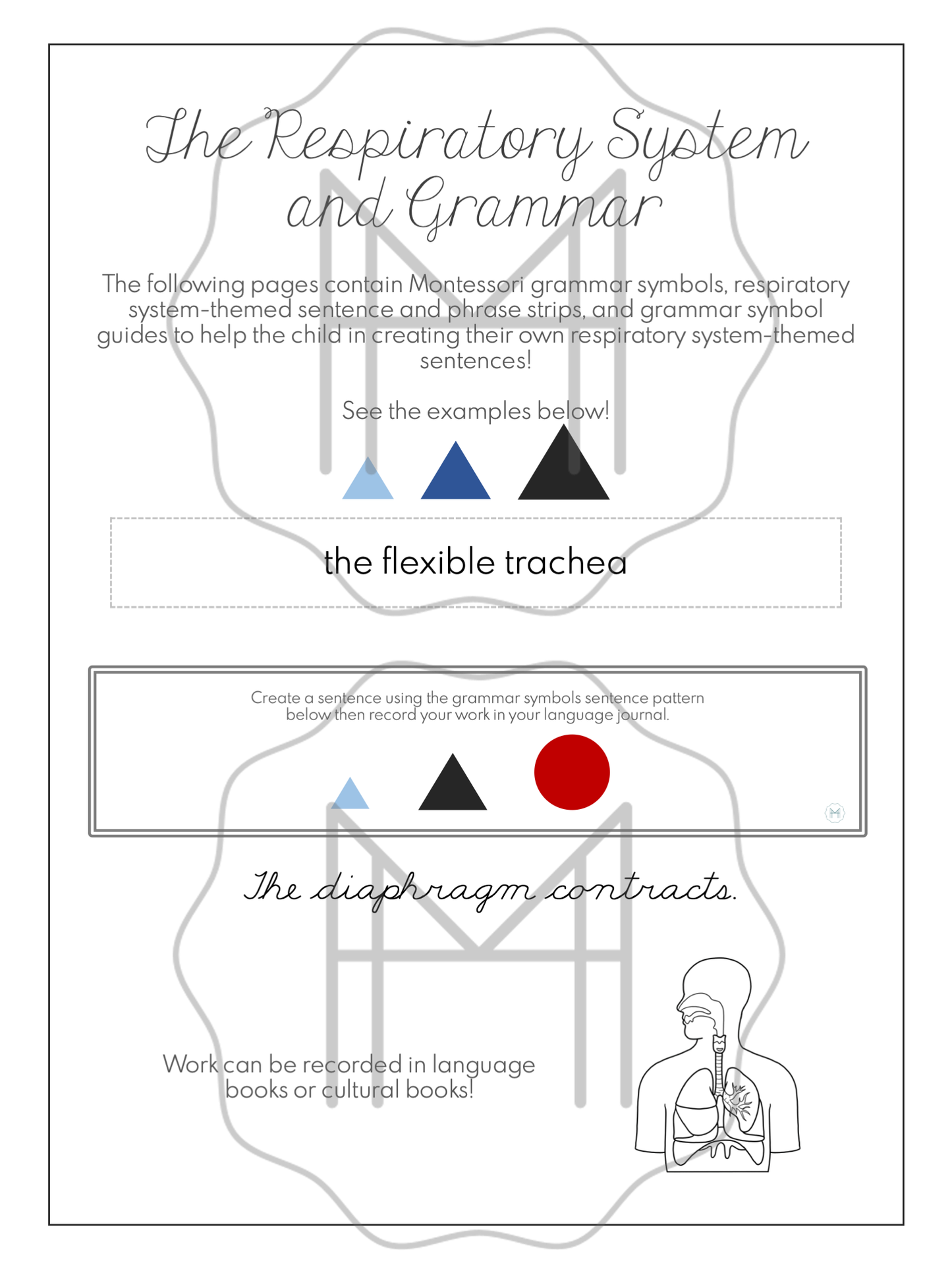 The Respiratory System Unit
