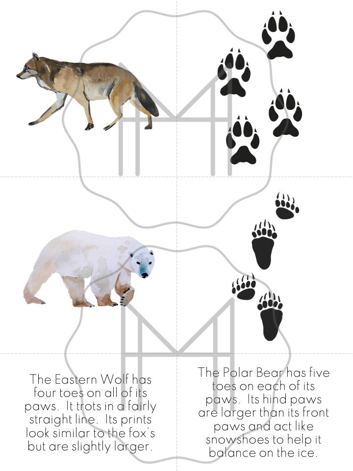 Animal Tracks Matching - Animals of North America