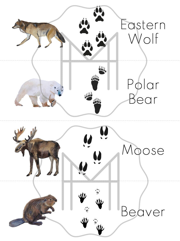 Animal Tracks Matching - Animals of North America