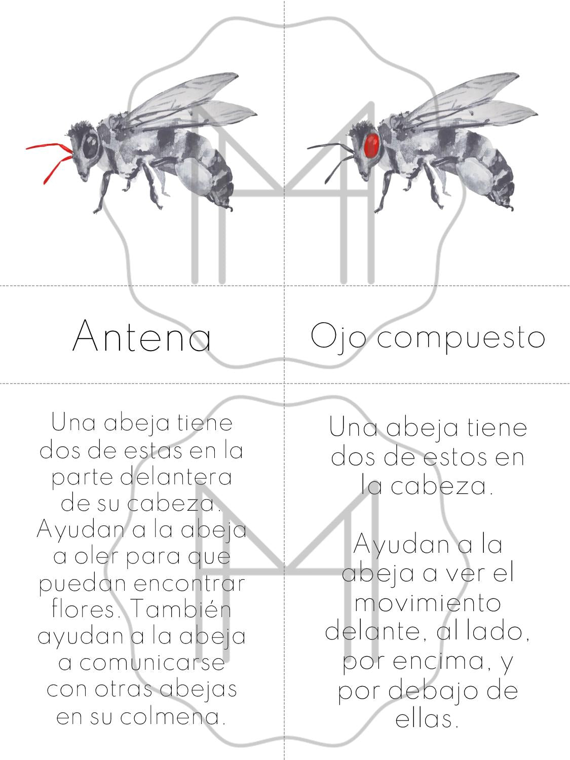 Español - Tarjetas abejas mieleras - Edades 5-8