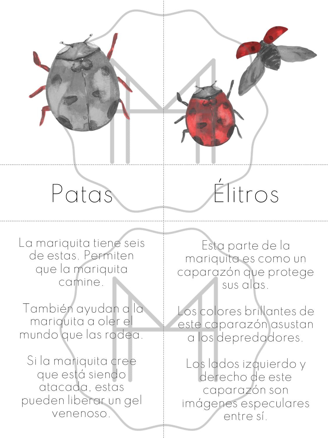 Español - Partes y ciclo de vida de la mariquita- Edades 5-8