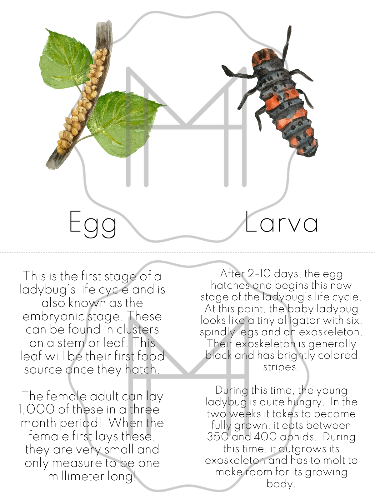 Advanced Study of the Ladybug- Parts of the Ladybug/Life Cycle of the Ladybug