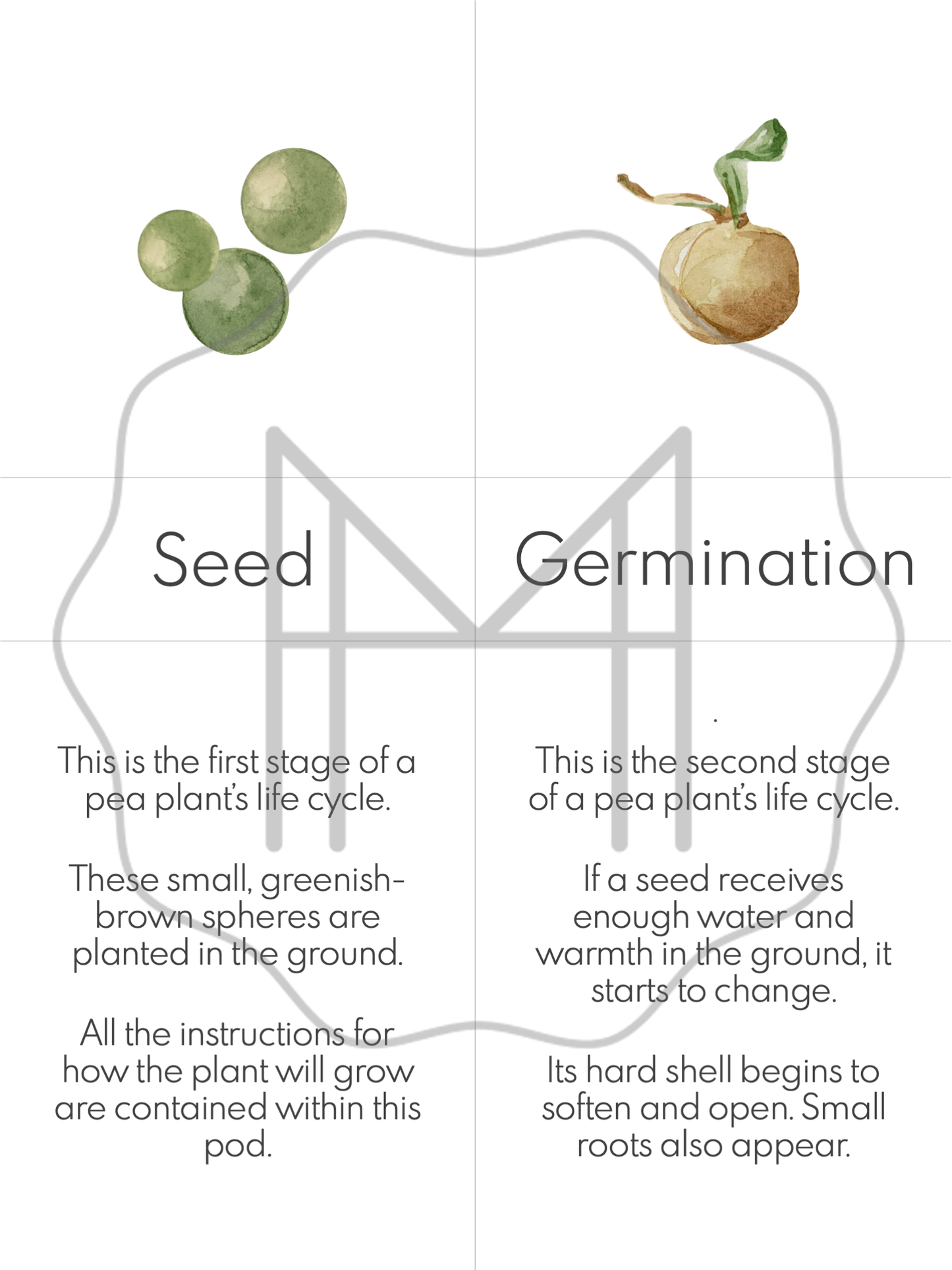 Life Cycle and Parts of the Pea Plant