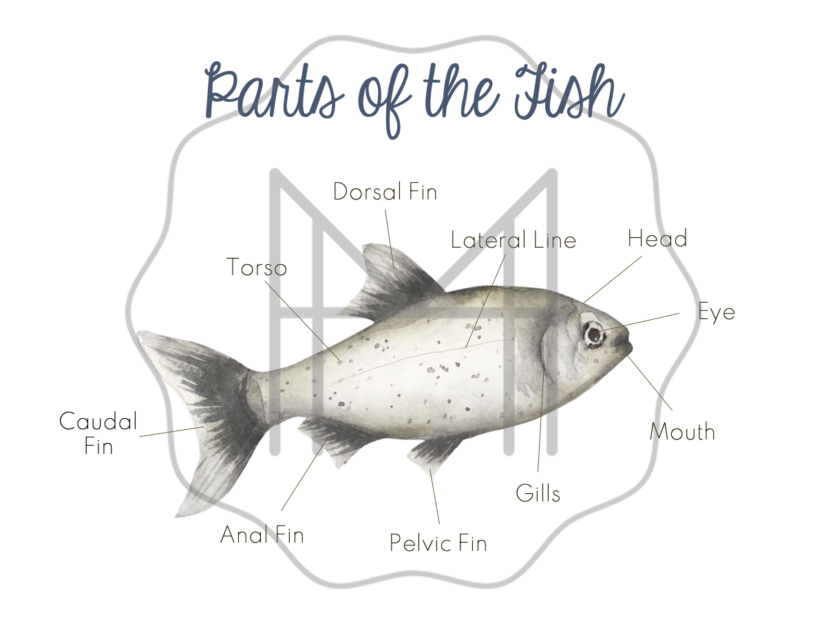 Life Cycle and Parts of the Fish - Ages 8-12