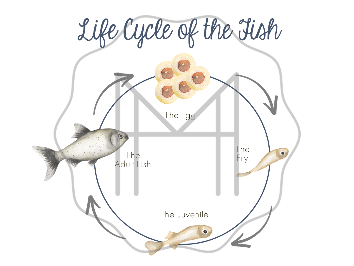 Life Cycle and Parts of the Fish - Ages 8-12