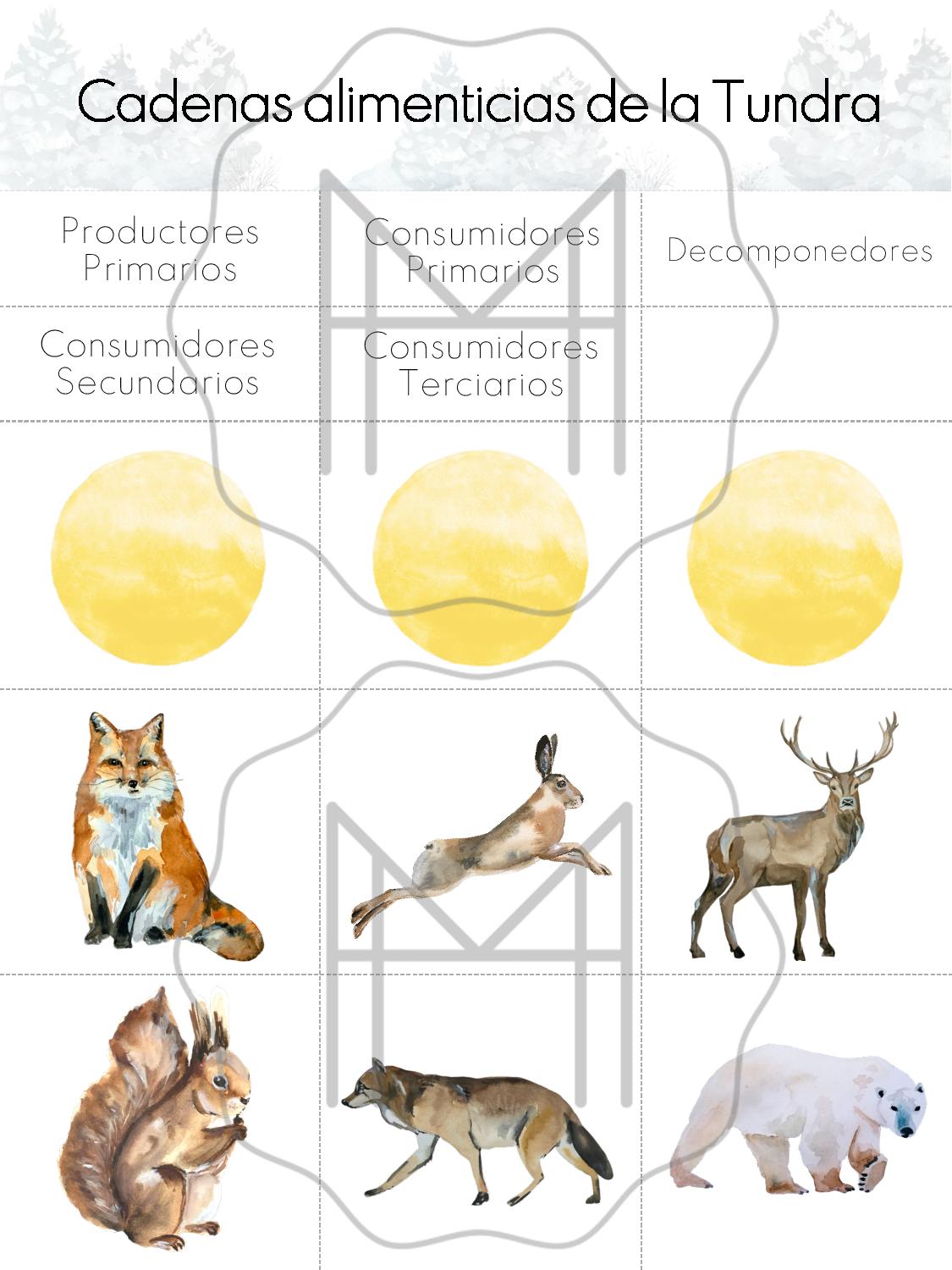 Español - Plantas y animals de la Tundra