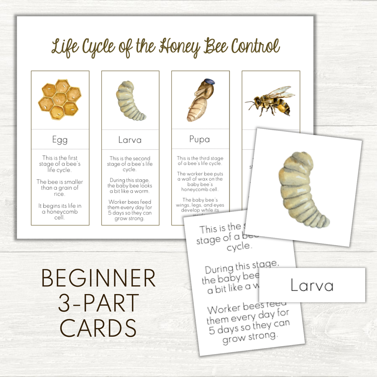 FREEBIE - Life Cycle of the Bee Beginner 3-Part Cards
