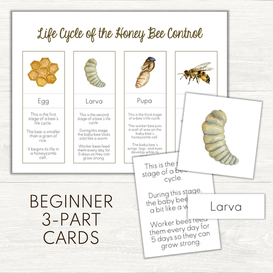FREEBIE - Life Cycle of the Bee Beginner 3-Part Cards
