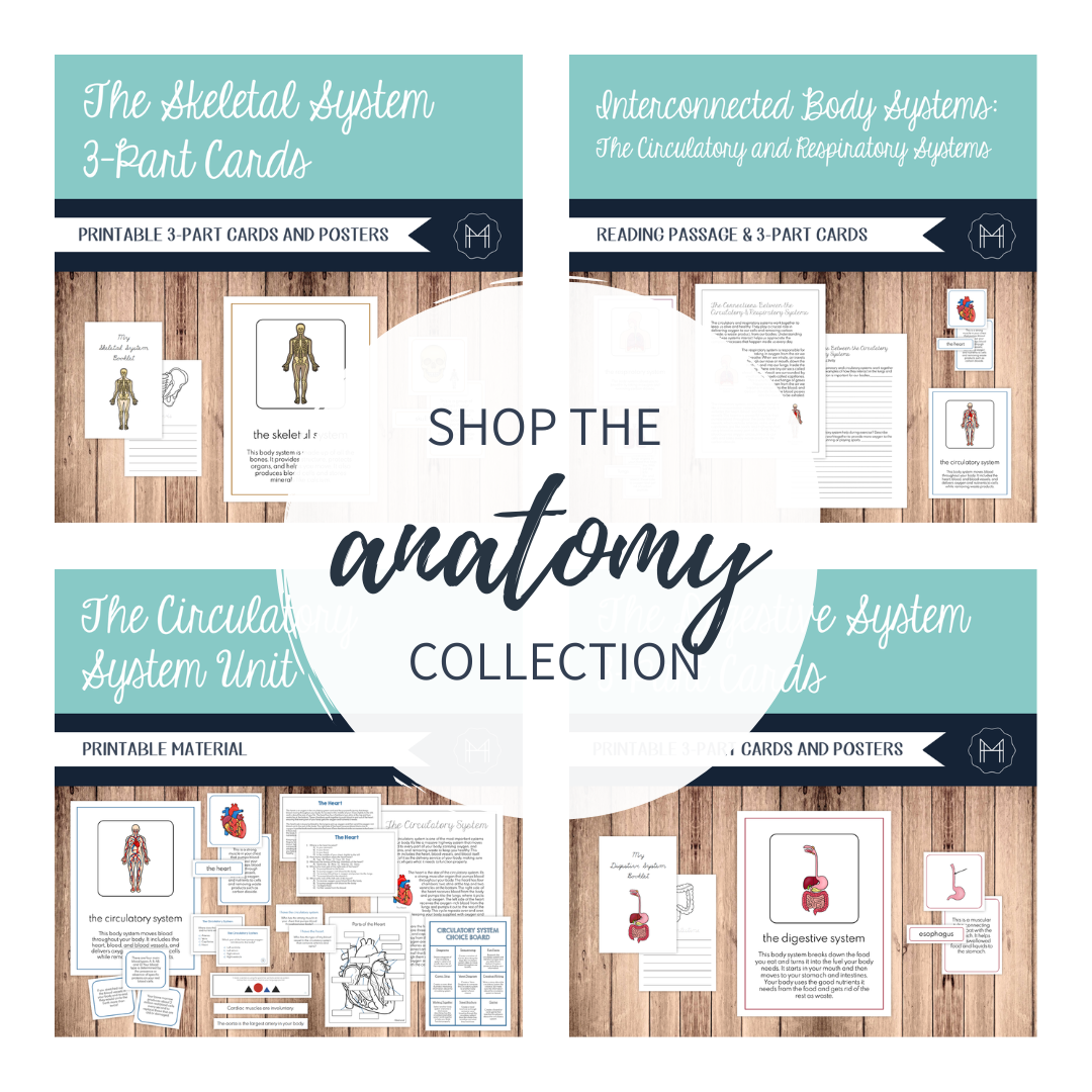 Anatomy Materials