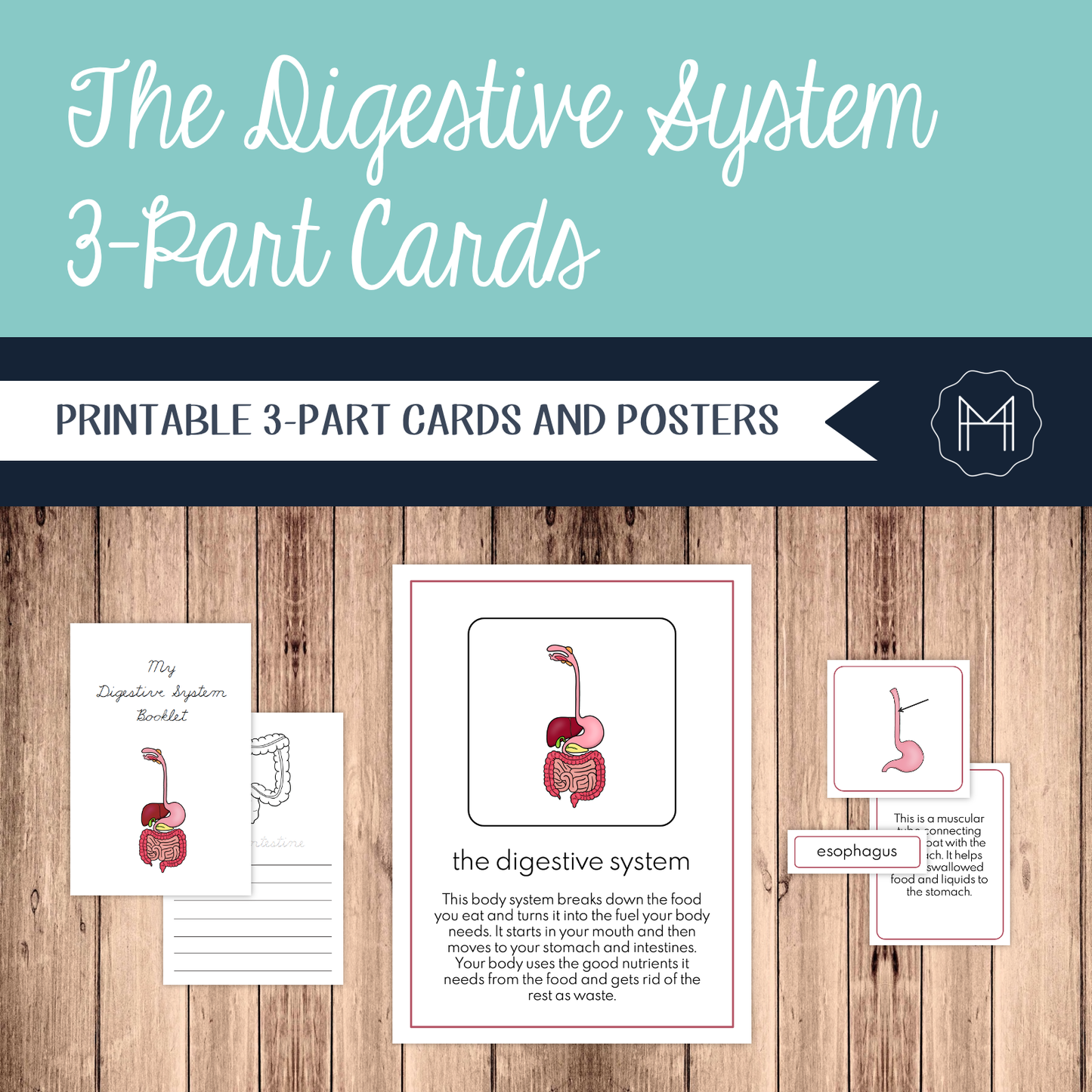 The Digestive System: 3-Part Cards, Posters, and Booklets