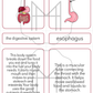 The Digestive System Unit