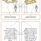 The Skeletal System Unit