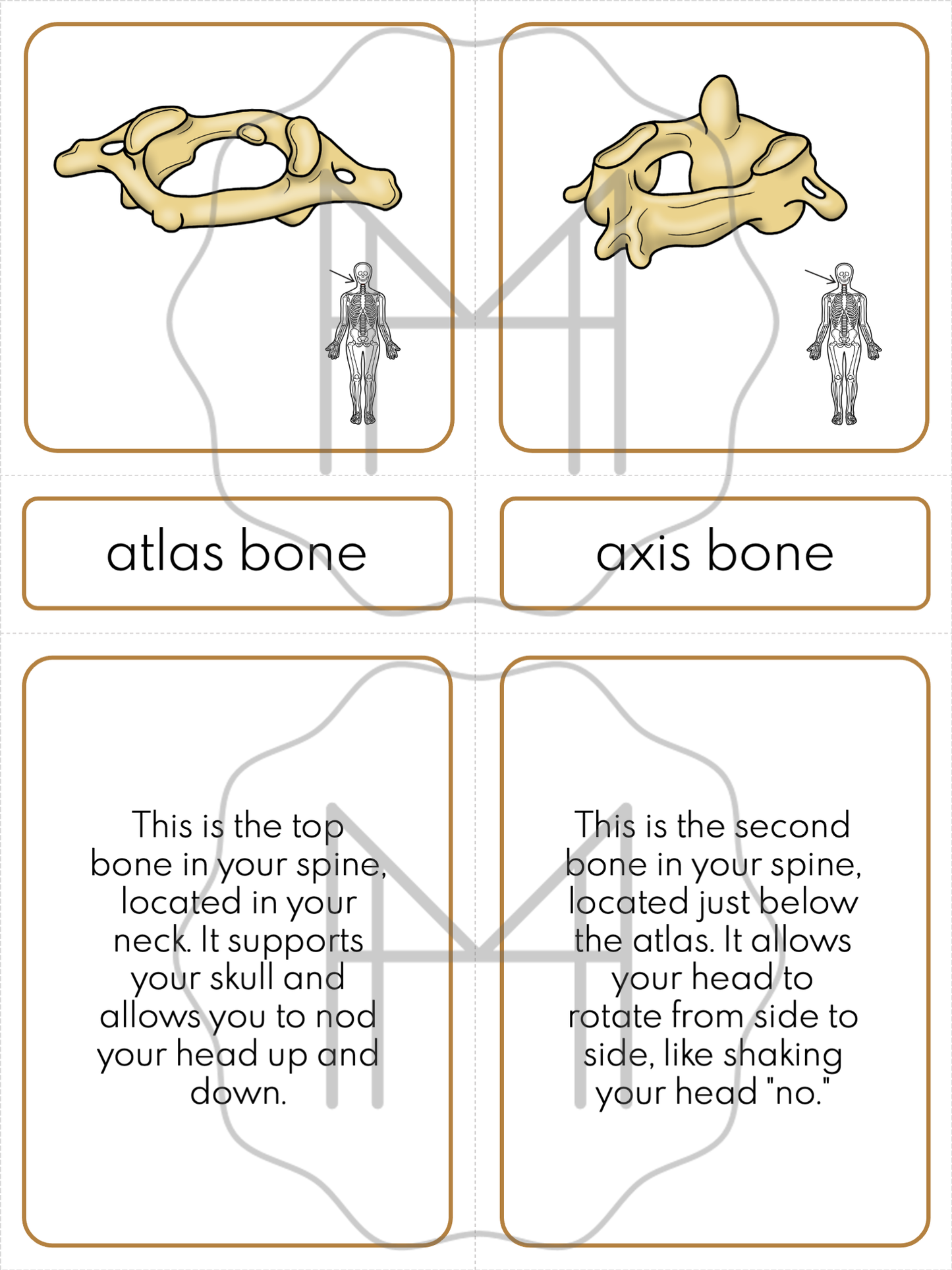 The Skeletal System Unit