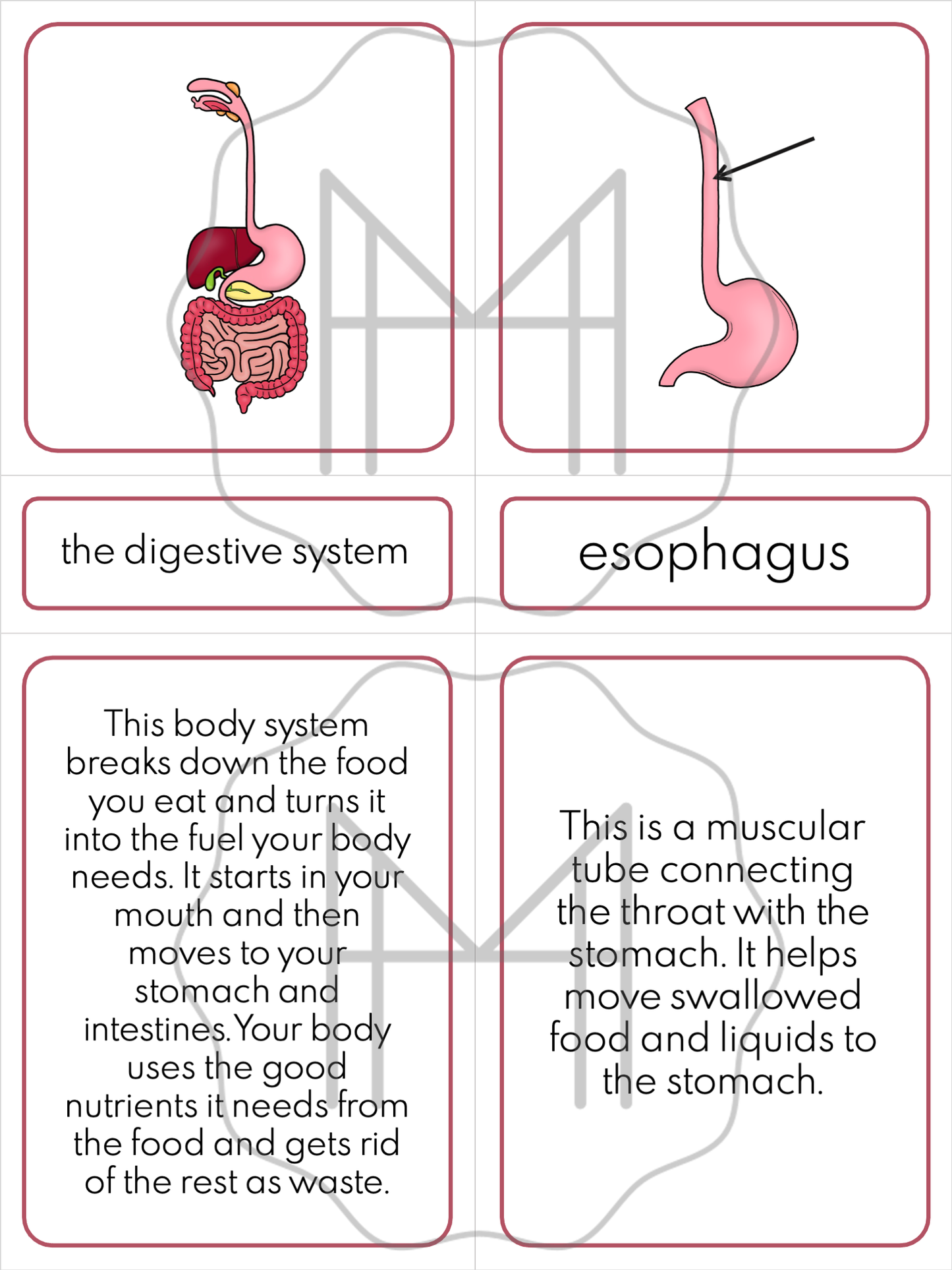 The Digestive System: 3-Part Cards, Posters, and Booklets