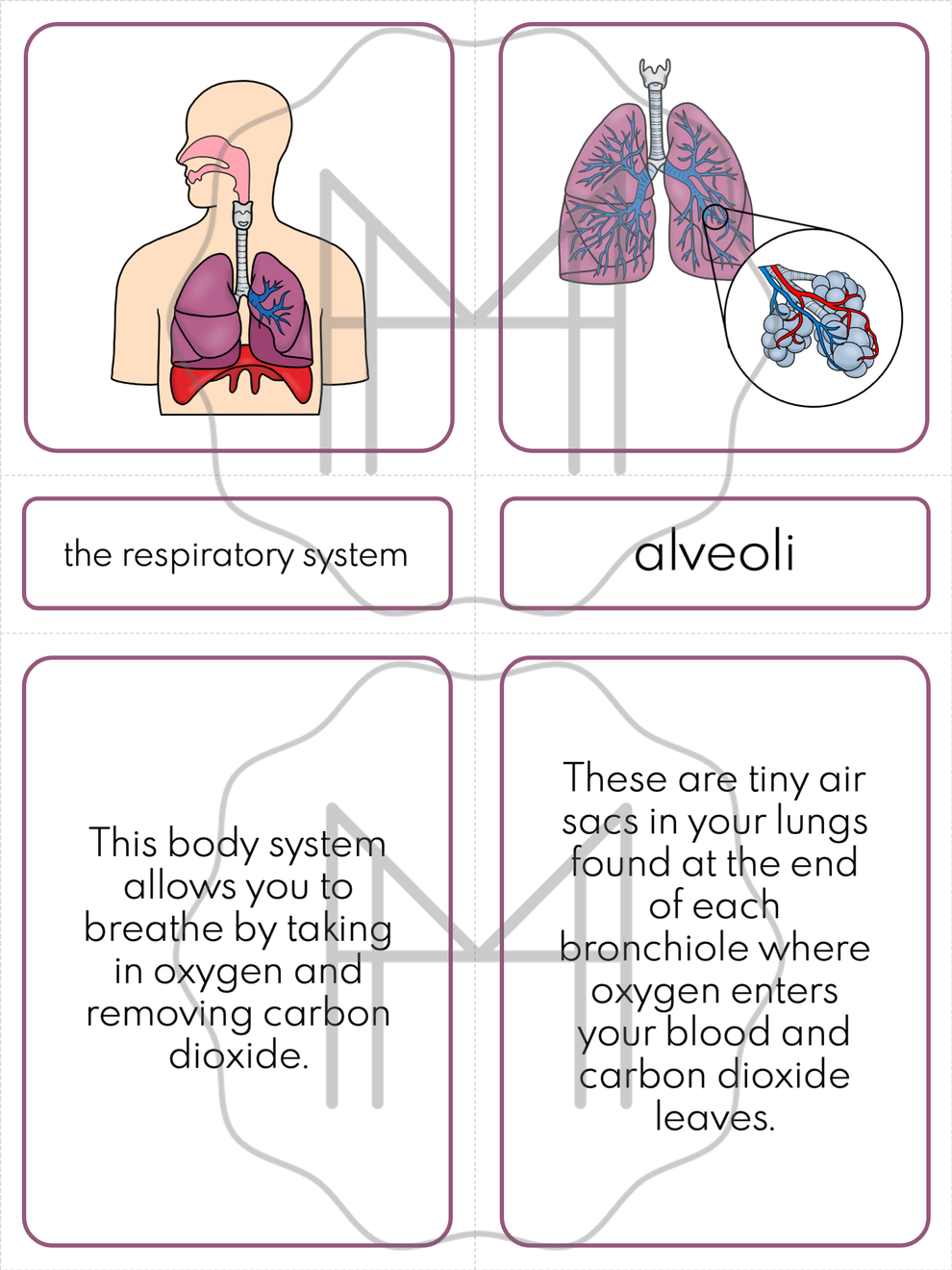 Basic Respiratory Unit The Respiratory System Unit – themodernmontessoriguide