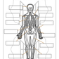 The Skeletal System Unit