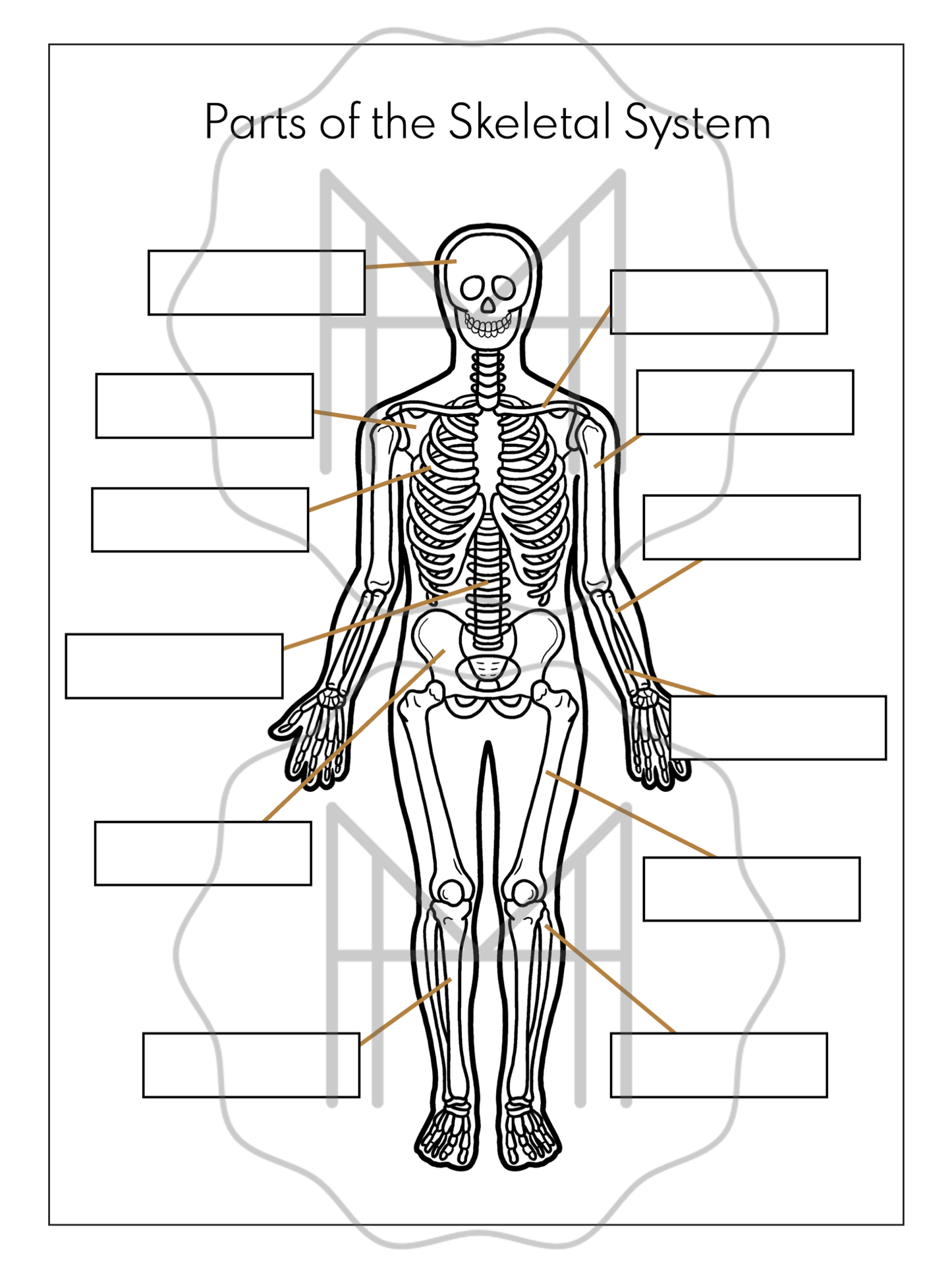 The Skeletal System Unit