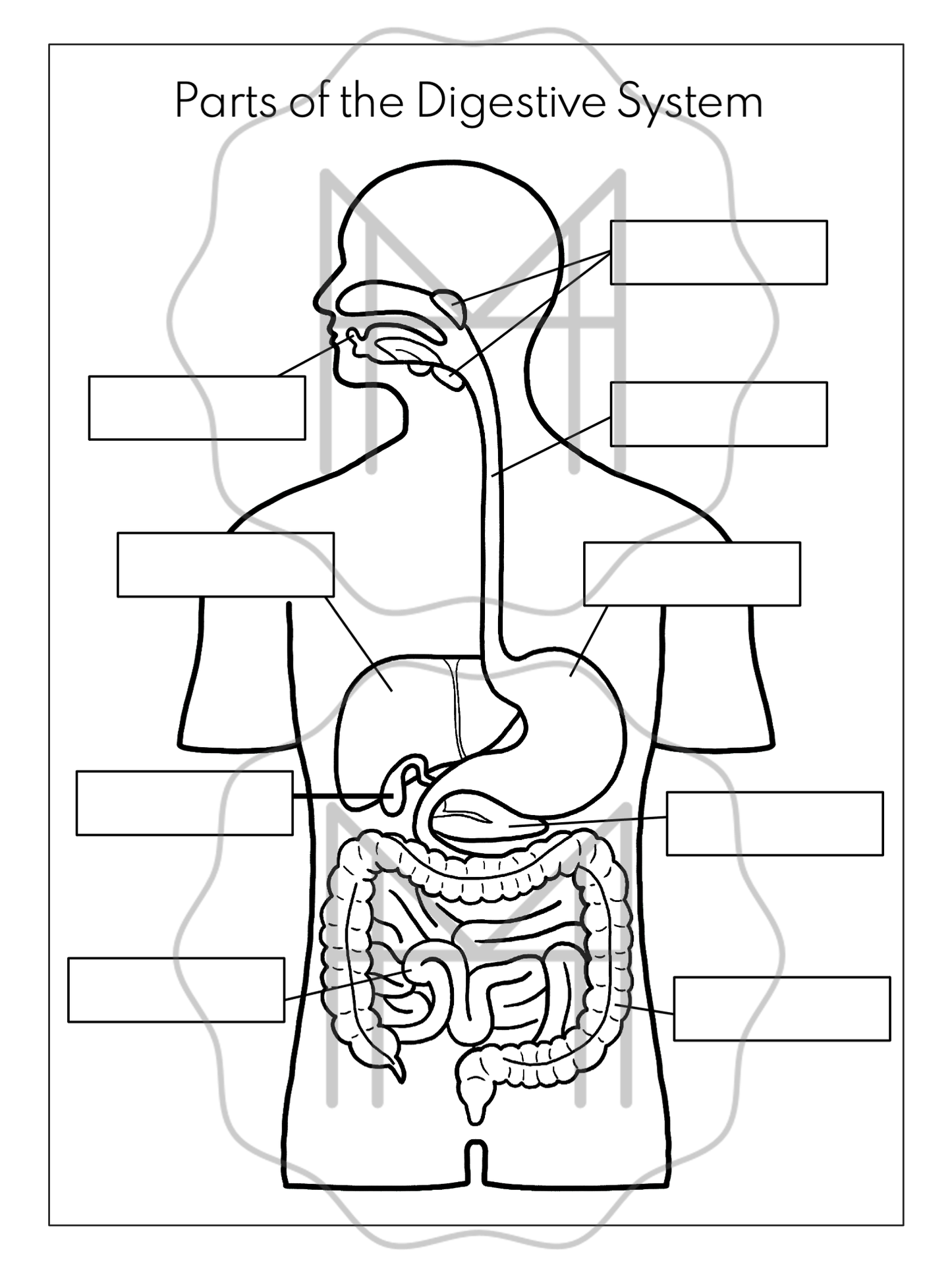 The Digestive System Unit