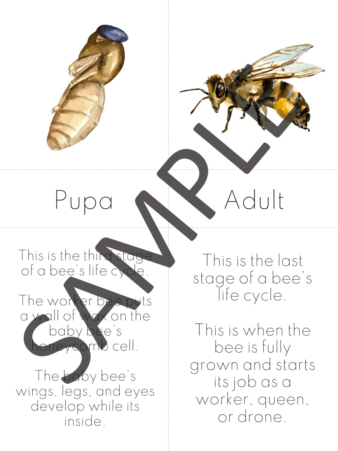Beginner Honey Bee Unit - Ages 5-8