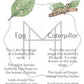 Beginner Life Cycle and Parts of the Butterfly