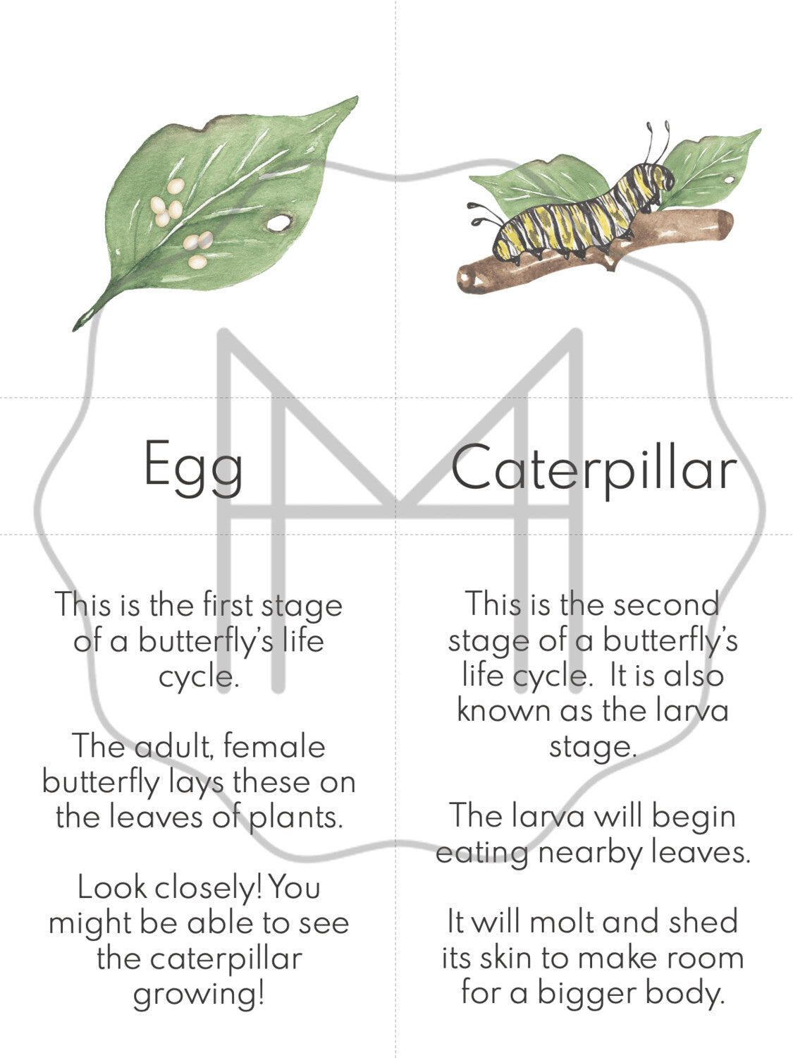 Beginner Life Cycle and Parts of the Butterfly