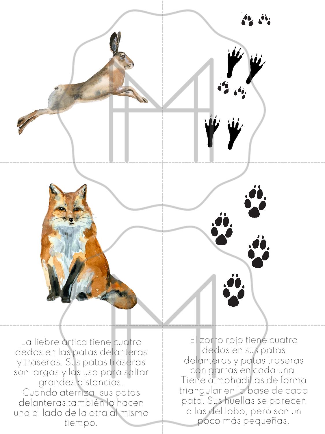 Español - Parejas de huellas de animales - Animales de Norteamérica