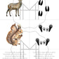 Parejas de huellas de animales - Animales de Norteamérica