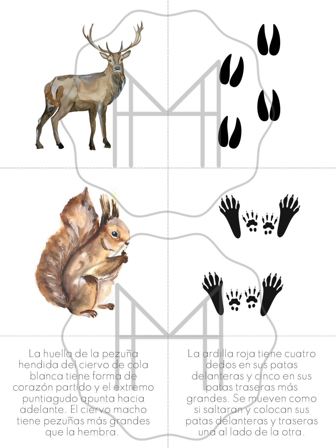 Español - Parejas de huellas de animales - Animales de Norteamérica