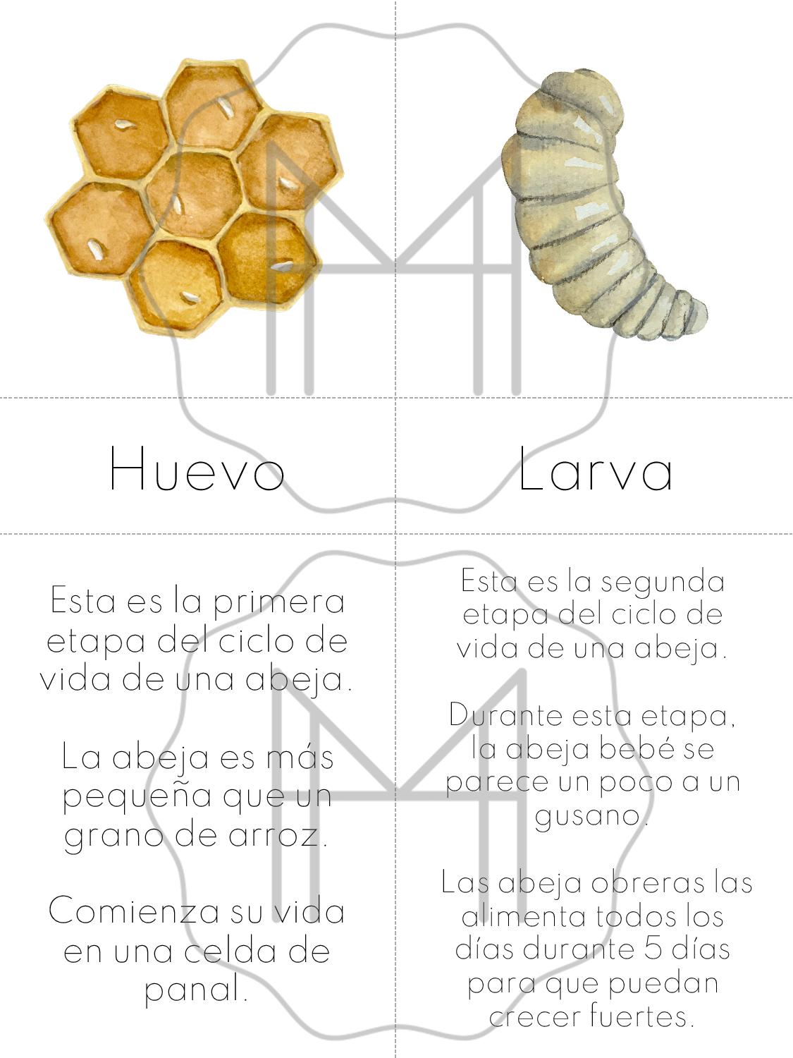 Español - Tarjetas abejas mieleras - Edades 5-8