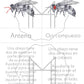 Español - Tarjetas abejas mieleras - Edades 5-8
