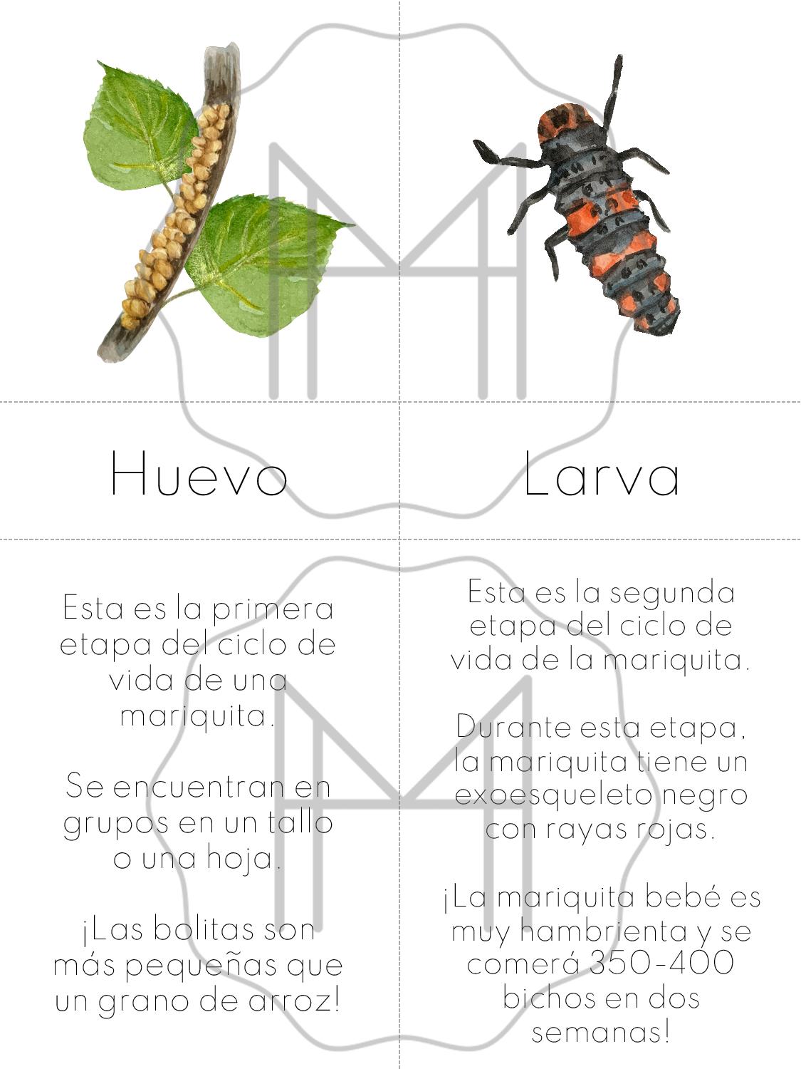 Español - Partes y ciclo de vida de la mariquita- Edades 5-8