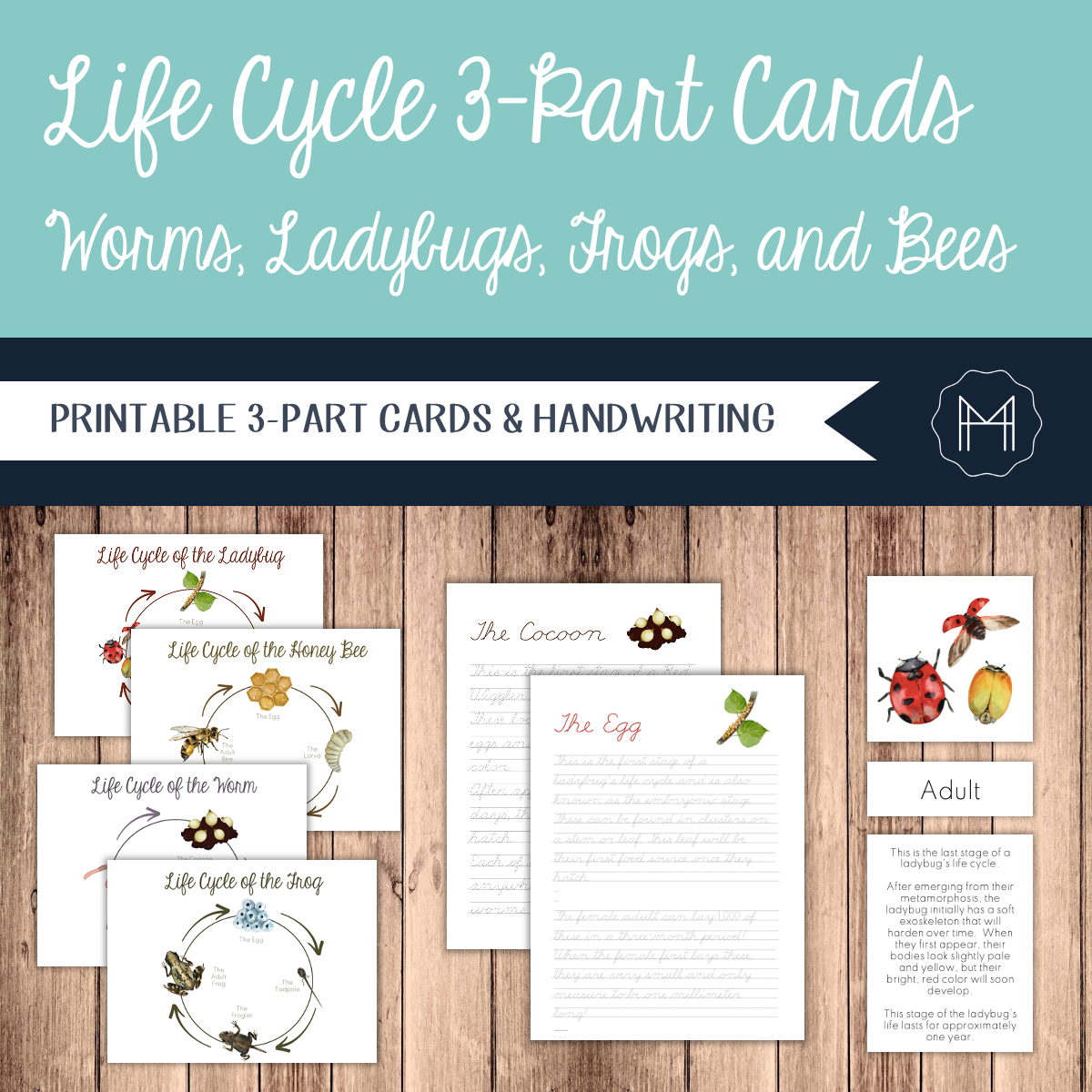Life Cycles 3-Part Cards: Worms, Ladybugs, Frogs, and Bees