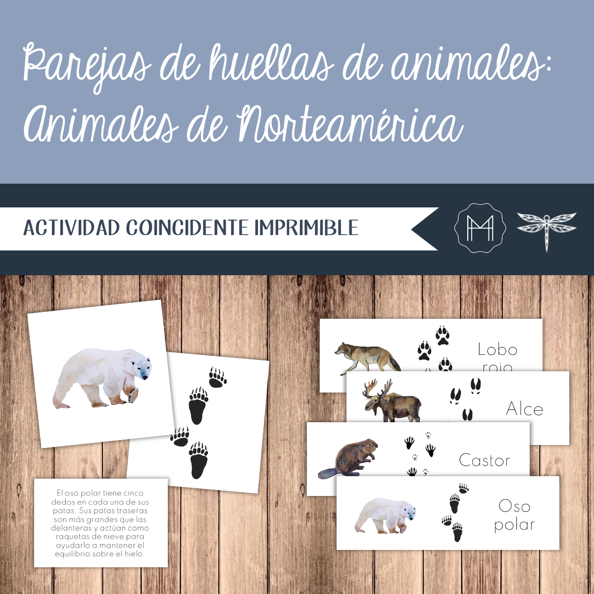 Español - Parejas de huellas de animales - Animales de Norteamérica