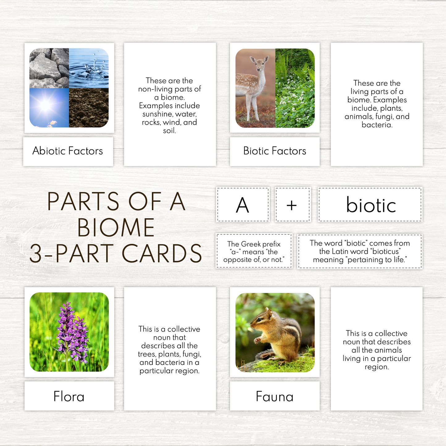 FREEBIE - Parts of the Biome 3-Part Cards and Derivations