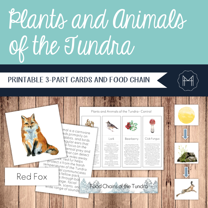 Plants and Animals of the Tundra- 3-Part Cards and Food Chains
