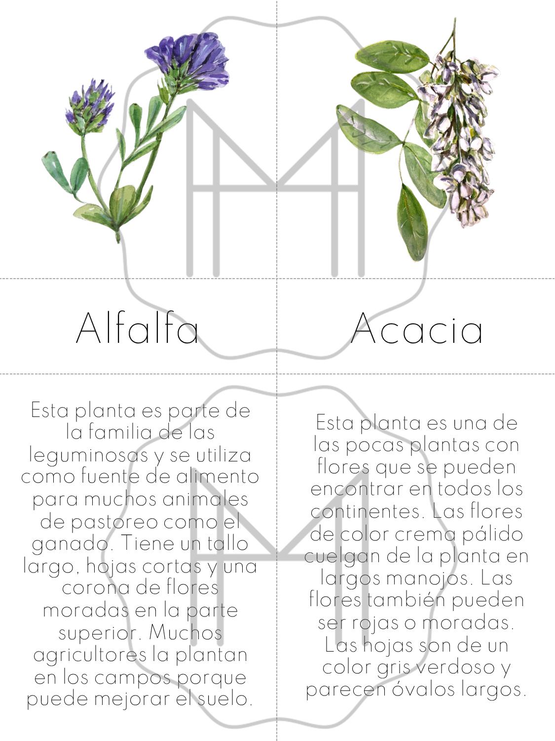 Español - Plantas que atraen polinizadores