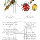 Beginner Study of the Ladybug- Parts of the Ladybug/Life Cycle of the Ladybug