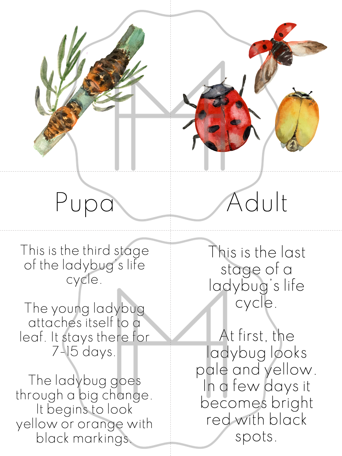 Beginner Study of the Ladybug- Parts of the Ladybug/Life Cycle of the Ladybug