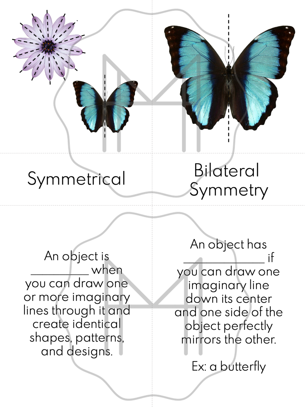 Bilateral Picture Example Bilateral Symmetry Butterfly