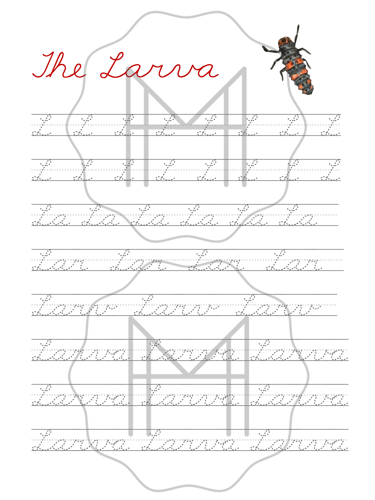 Beginner Study of the Ladybug- Parts of the Ladybug/Life Cycle of the Ladybug