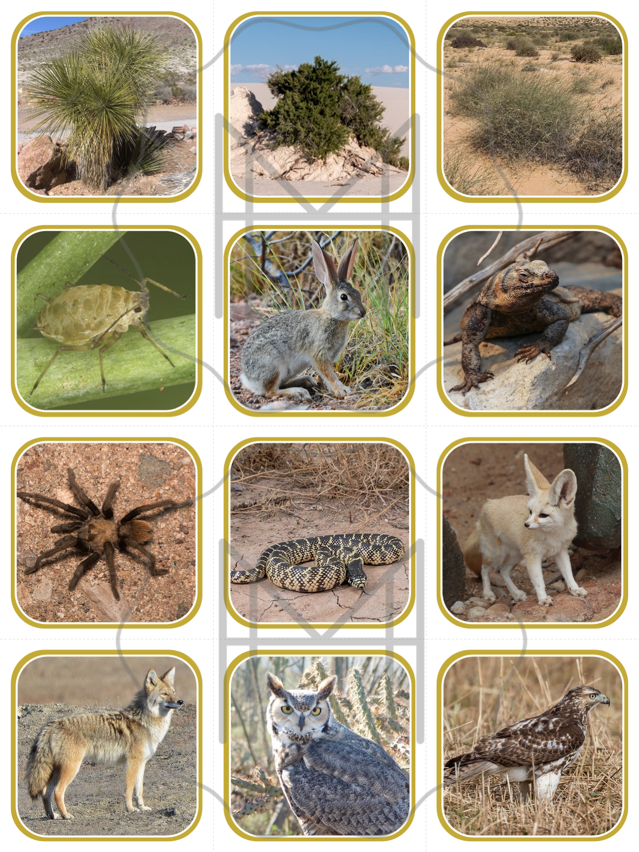 Food Chain/Food Web Materials - Includes 10 Biomes!