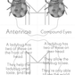 Beginner Study of the Ladybug- Parts of the Ladybug/Life Cycle of the Ladybug