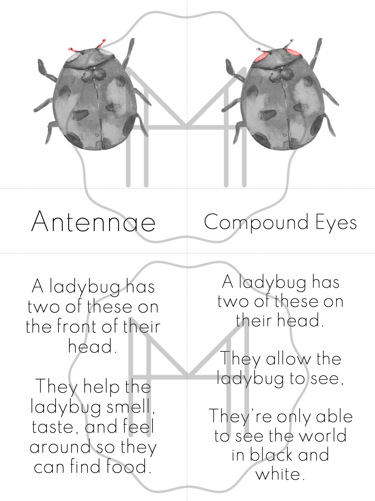 Beginner Study of the Ladybug- Parts of the Ladybug/Life Cycle of the Ladybug