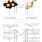 Life Cycles 3-Part Cards: Worms, Ladybugs, Frogs, and Bees